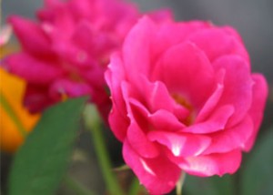 china_rose